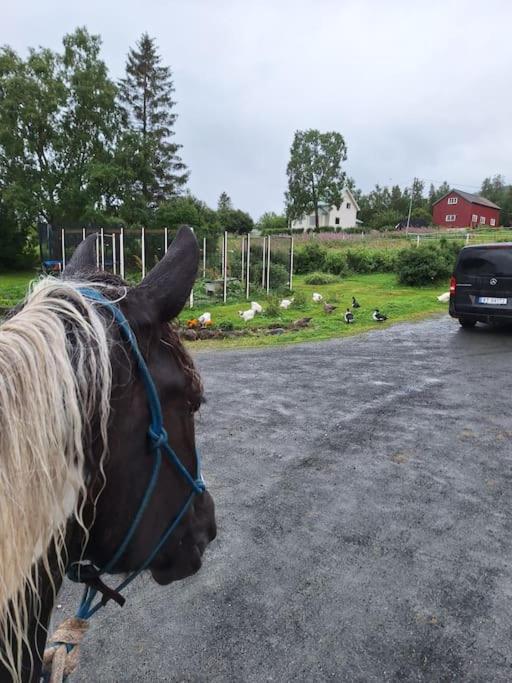 Privat Leilighet Pa Gard Med Badstue Og Nordlys Narvik Luaran gambar