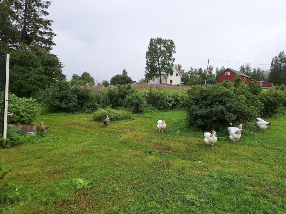 Privat Leilighet Pa Gard Med Badstue Og Nordlys Narvik Luaran gambar
