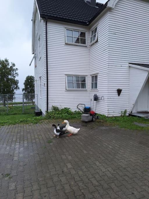 Privat Leilighet Pa Gard Med Badstue Og Nordlys Narvik Luaran gambar